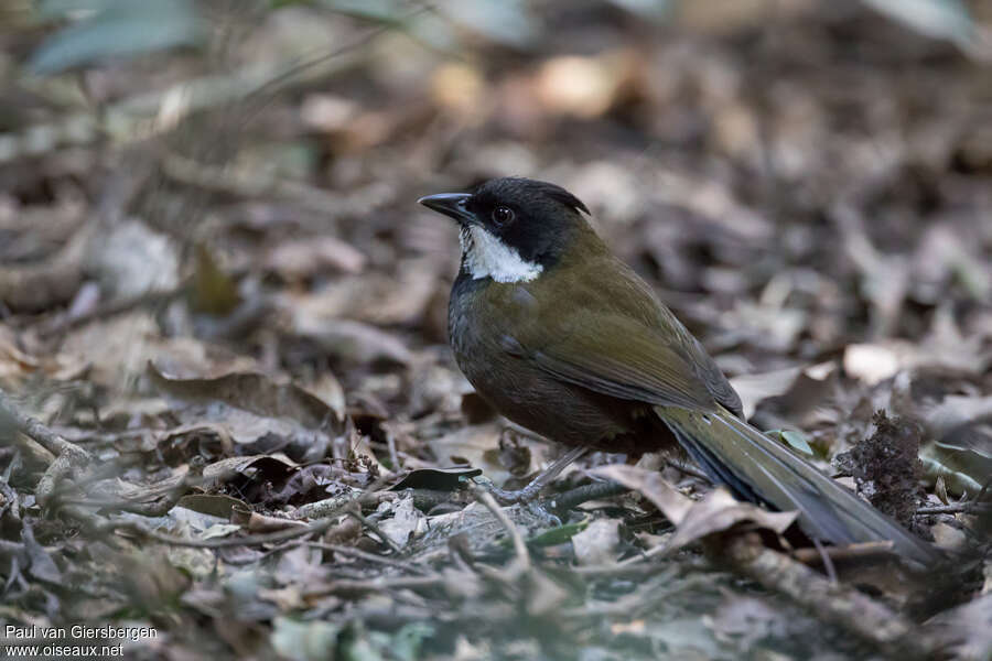 Psophode à tête noireadulte, identification