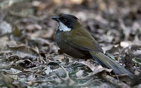 Eastern Whipbird