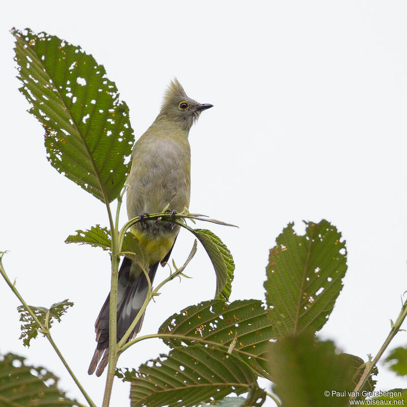 Long-tailed Silky-flycatcher