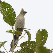 Long-tailed Silky-flycatcher