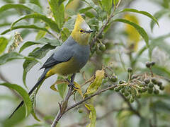 Long-tailed Silky-flycatcher