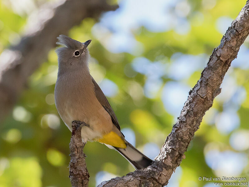 Grey Silky-flycatcher