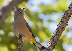 Grey Silky-flycatcher