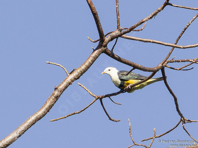 Banded Fruit Dove