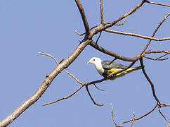 Banded Fruit Dove