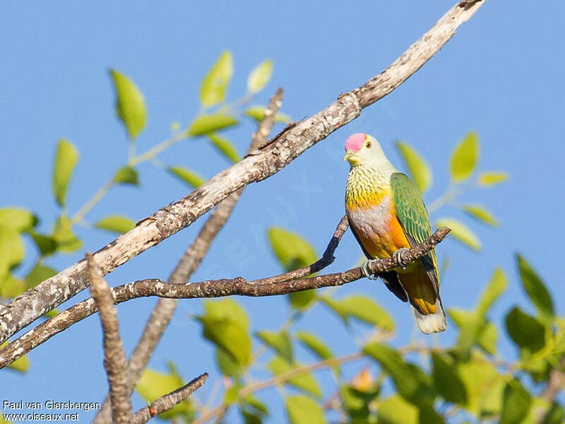 Rose-crowned Fruit Doveadult, identification