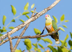 Rose-crowned Fruit Dove