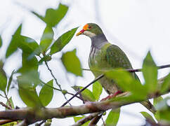 Orange-fronted Fruit Dove