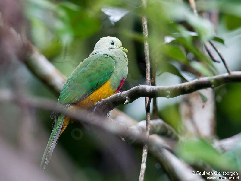 Scarlet-breasted Fruit Dove male adult