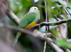 Scarlet-breasted Fruit Dove