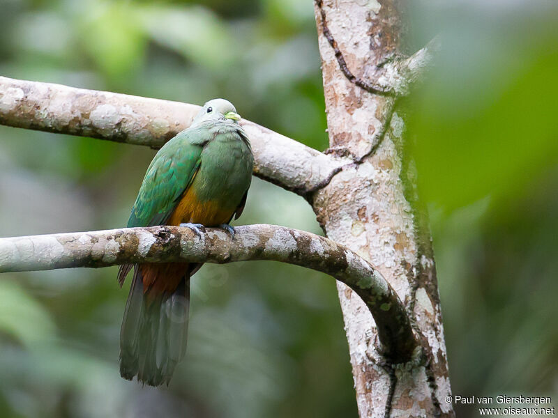 Scarlet-breasted Fruit Dove female adult