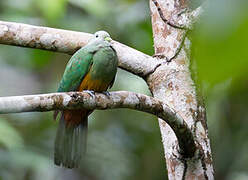 Scarlet-breasted Fruit Dove