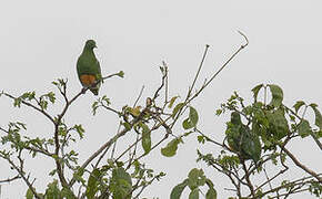 Orange-bellied Fruit Dove