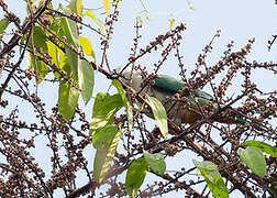 Oberholser's Fruit Dove