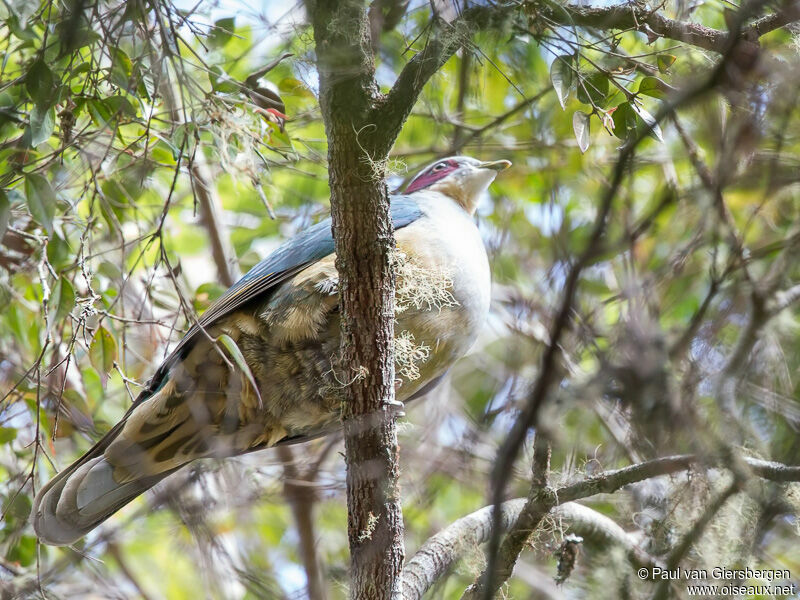 Red-eared Fruit Dove