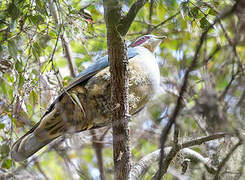 Red-eared Fruit Dove