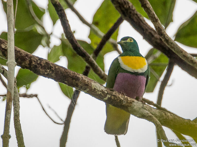 Geelvink Fruit Doveadult