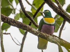 Geelvink Fruit Dove