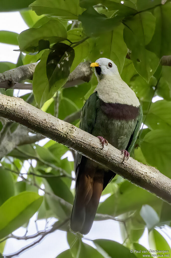 Black-chinned Fruit Doveadult
