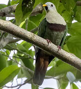 Black-chinned Fruit Dove
