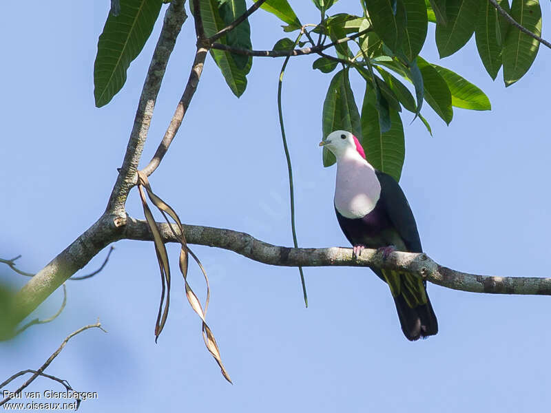 Red-naped Fruit Doveadult