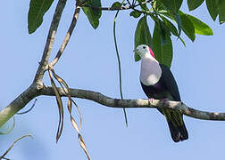 Red-naped Fruit Dove
