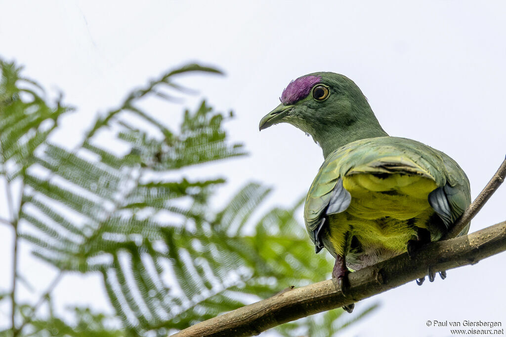 Yellow-bibbed Fruit Doveadult