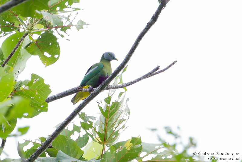 Grey-headed Fruit Dove