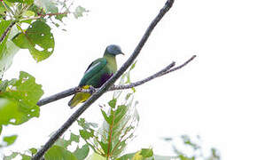 Grey-headed Fruit Dove