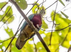 Wompoo Fruit Dove