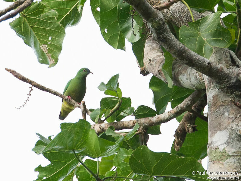 Blue-capped Fruit Dove