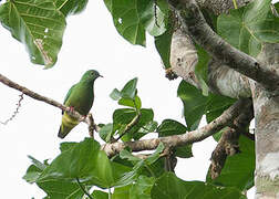 Blue-capped Fruit Dove