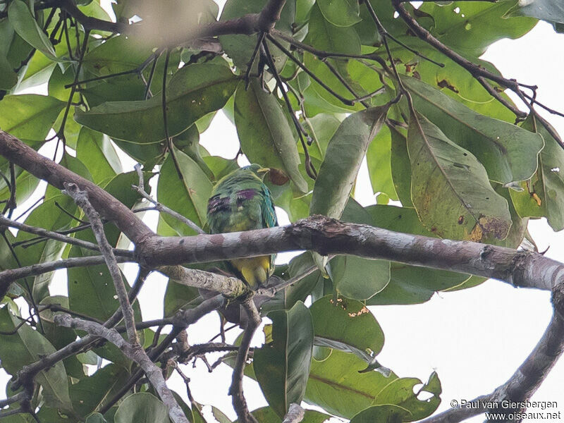 Dwarf Fruit Dove