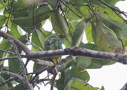 Dwarf Fruit Dove