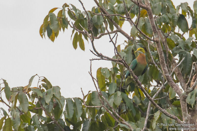 Pink-spotted Fruit Dove