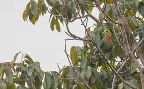 Pink-spotted Fruit Dove