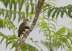 Superb Fruit Dove