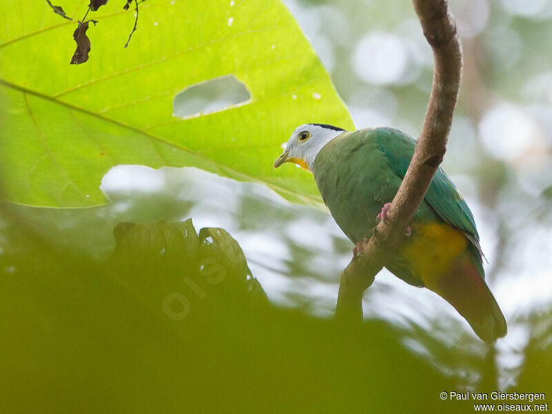 Black-naped Fruit Dove