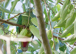 Black-naped Fruit Dove