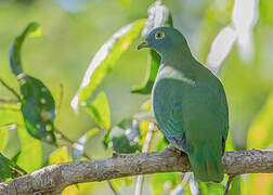 Black-naped Fruit Dove