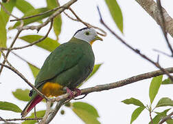 Black-naped Fruit Dove