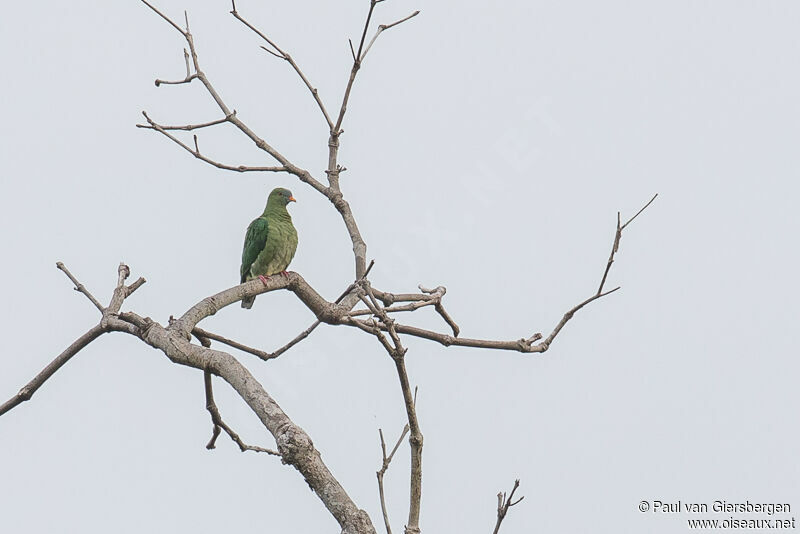 Claret-breasted Fruit Dove