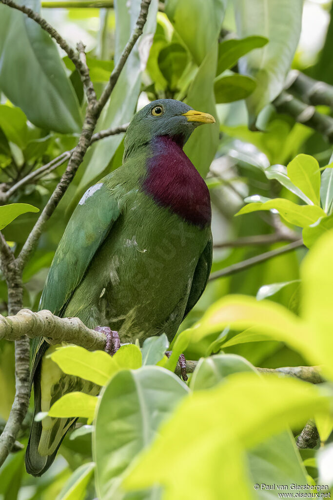 Claret-breasted Fruit Doveadult