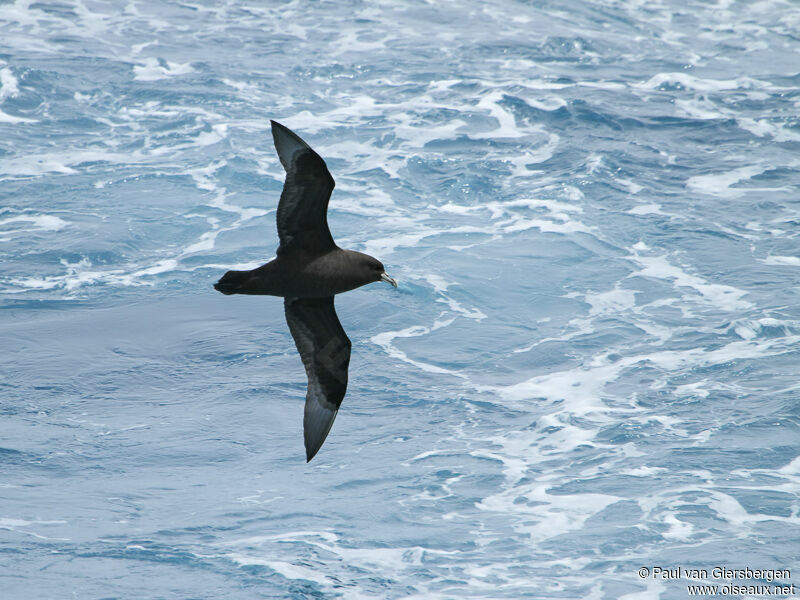 White-chinned Petrel