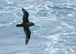 White-chinned Petrel