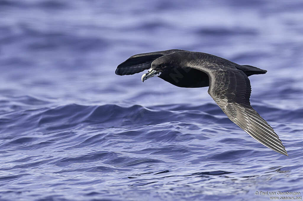 White-chinned Petreladult