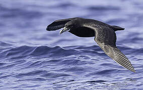 White-chinned Petrel