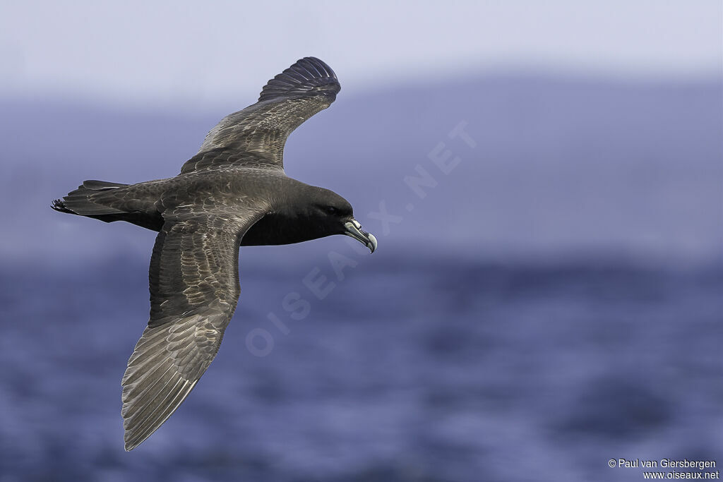 White-chinned Petreladult