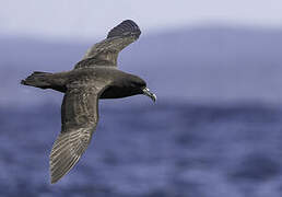 White-chinned Petrel