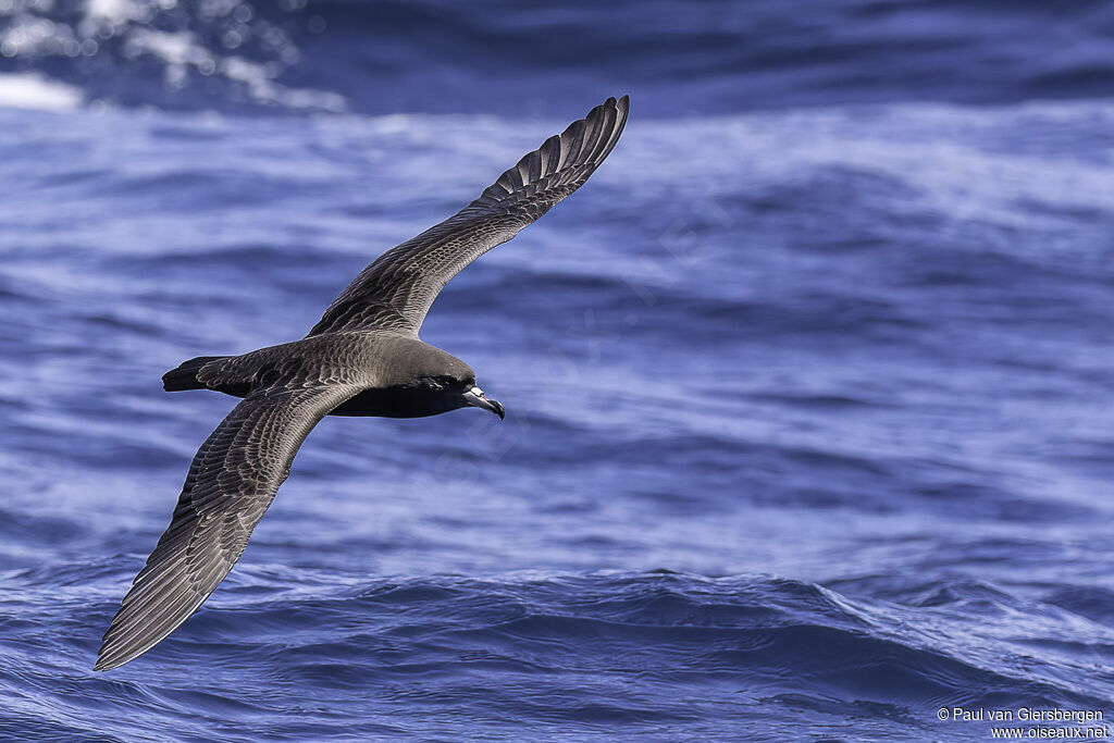 Flesh-footed Shearwateradult